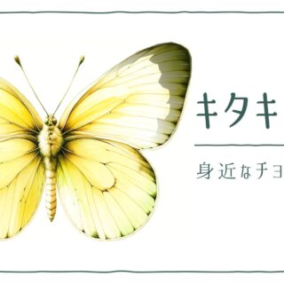 ★希少★真作★森天飛★葉蝶 モンキチョウ★★サイン有り 図鑑アイキャッチ　キタキチョウ